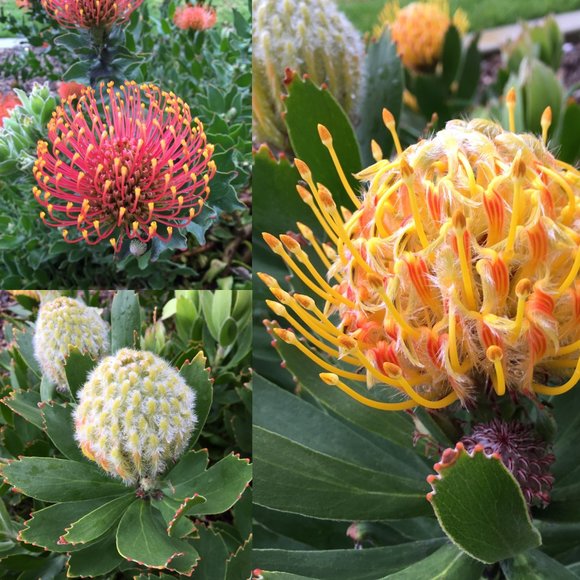 Meet your Posher ๐ด๐๐ป - Picture 10 of 16